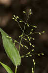 Bosc's panicgrass